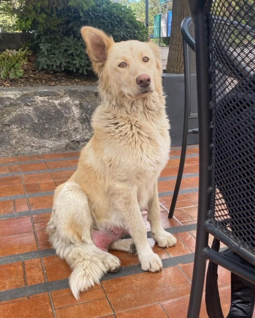 Un rescate con corazón: la historia de Mantequilla y sus cachorros en la UAEMéx