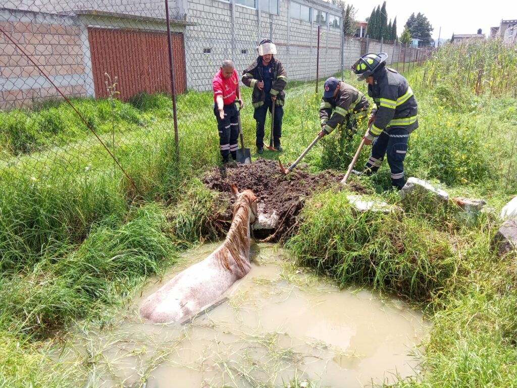 Rescatan a caballo que cayó a una zanja de aguas negras