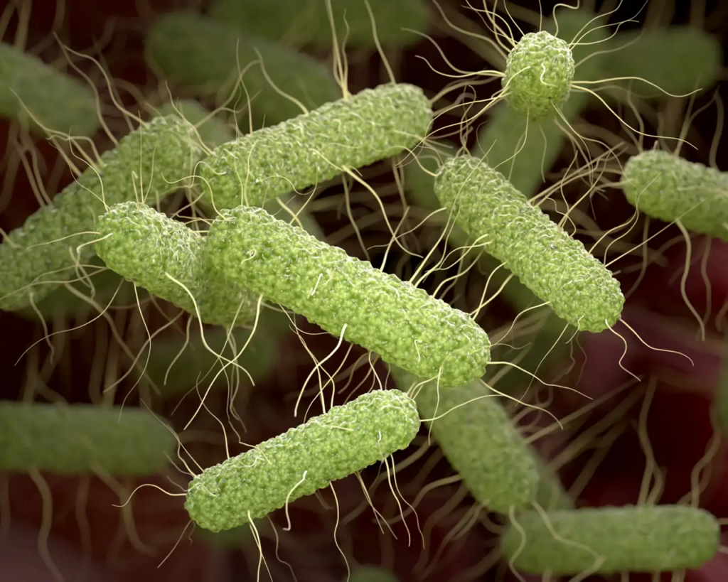 Estos pequeños seres podrían purificar toda el agua del planeta