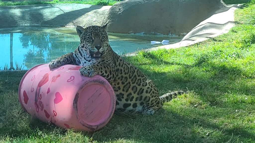Registra Parque Zacango 135 nacimientos de orix, antílopes, leones, jaguares y guacamayas verdes