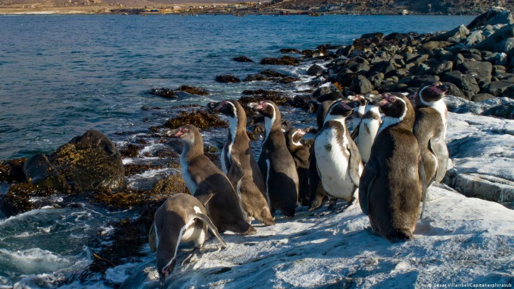 Chile: Gobierno frena protección del pingüino de Humboldt