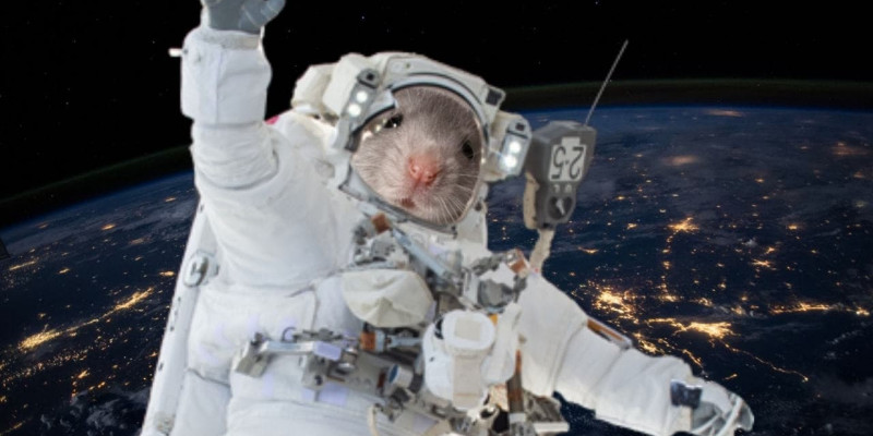 Estudio en ratones siembra dudas sobre los viajes a Marte: el espacio encoge los riñones