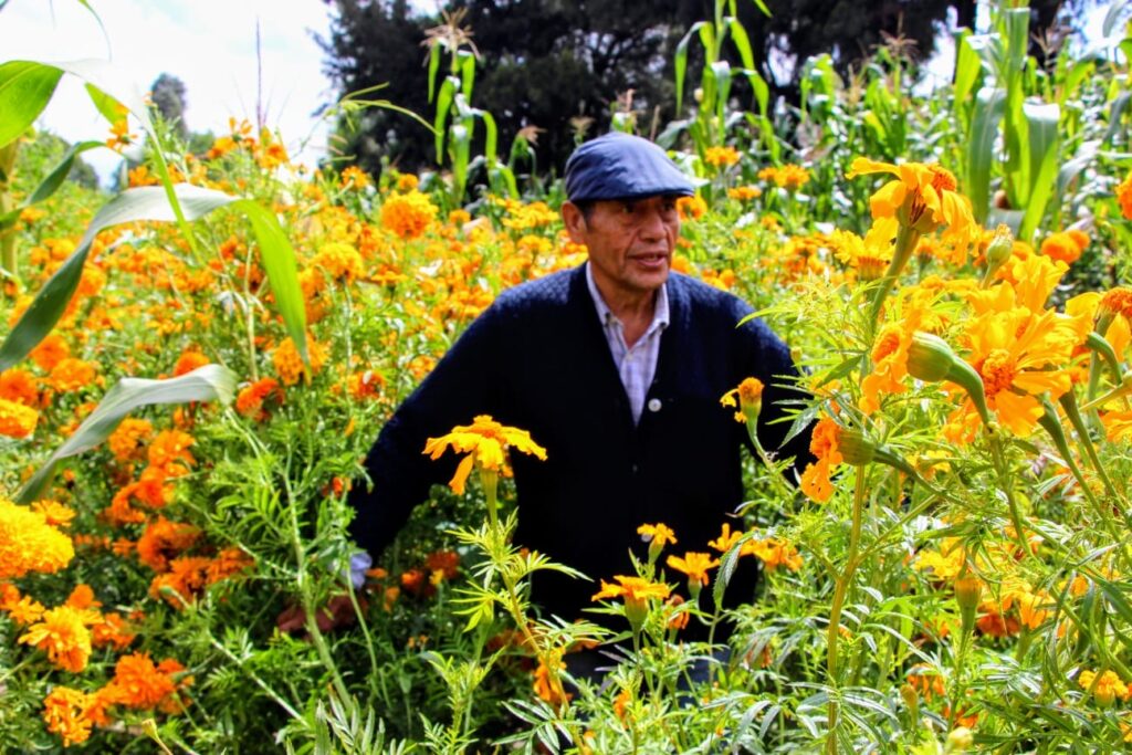 Edoméx líder nacional en la producción de flor de corte. Floricultores listos para atender demanda por Día de Muertos