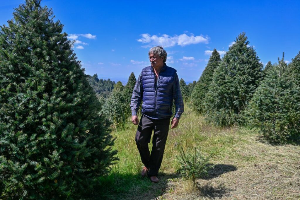 Inicia en Edoméx la venta de árboles de navidad naturales