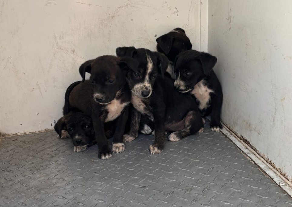 Durante cateo en inmueble, rescatan a nueve perritos en Huixquilucan