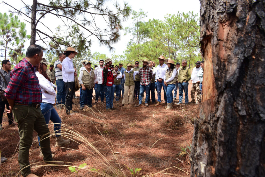 Establece Probosque plan integral para combatir incendios y controlar plagas en bosques de Luvianos