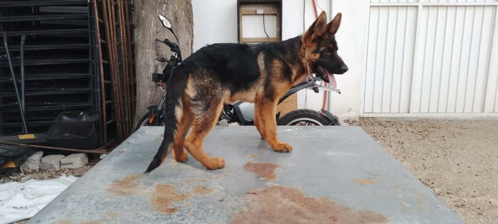 Se integra el pequeño Hércules a la Unidad Canina K9 de Metepec