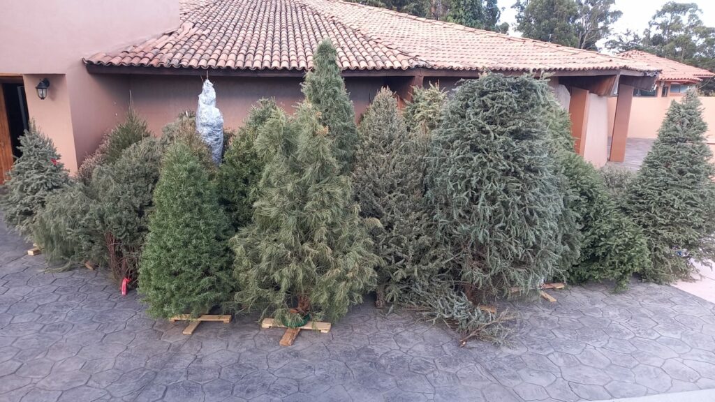 Reutiliza Parque Ecológico Zacango árboles de Navidad para mejorar la salud de los animales