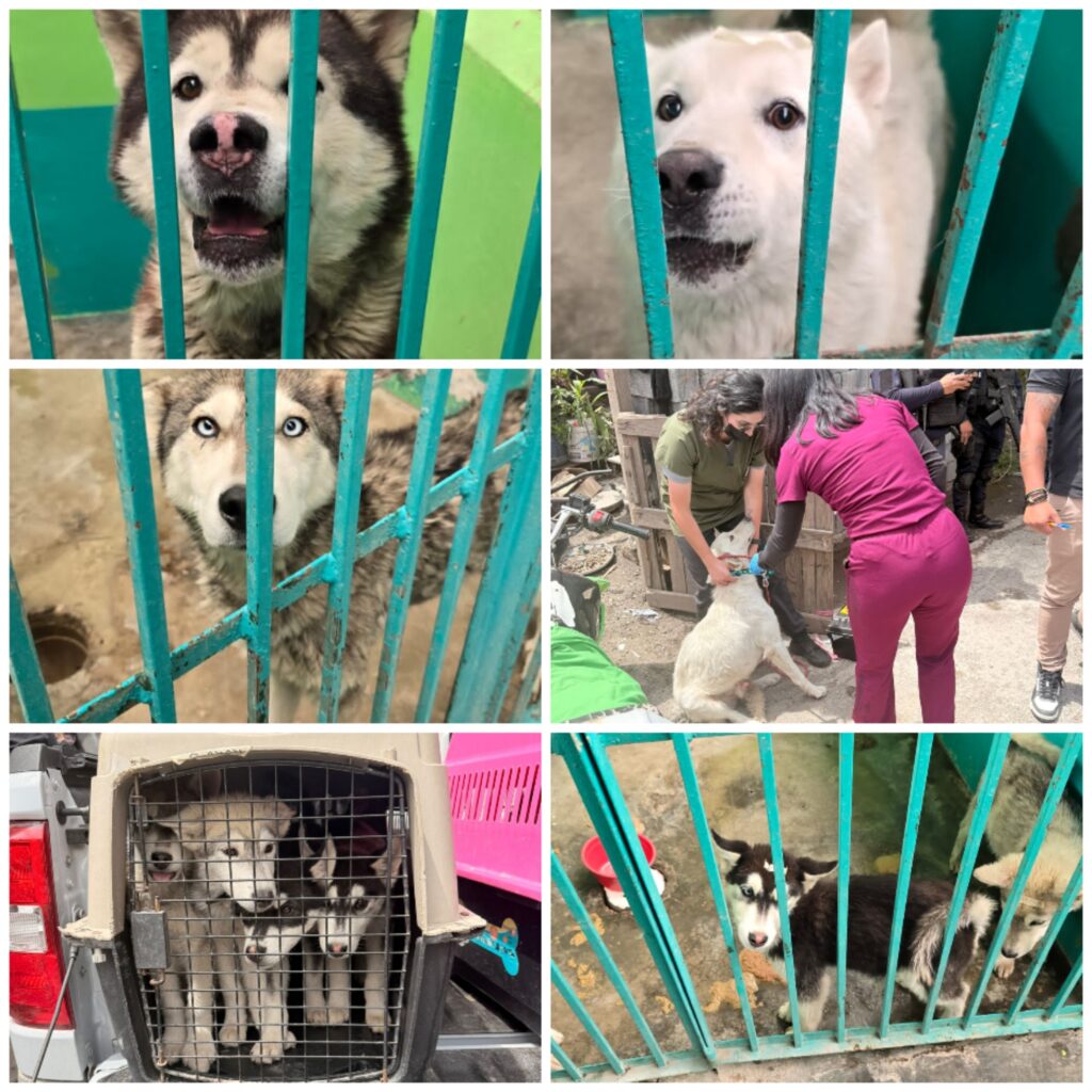 Rescatan a ocho perros en condiciones de maltrato en Santa Cruz Otzacatipan, Toluca