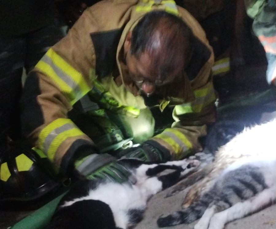 Incendio en Ecatepec cobra la vida de cinco felinos