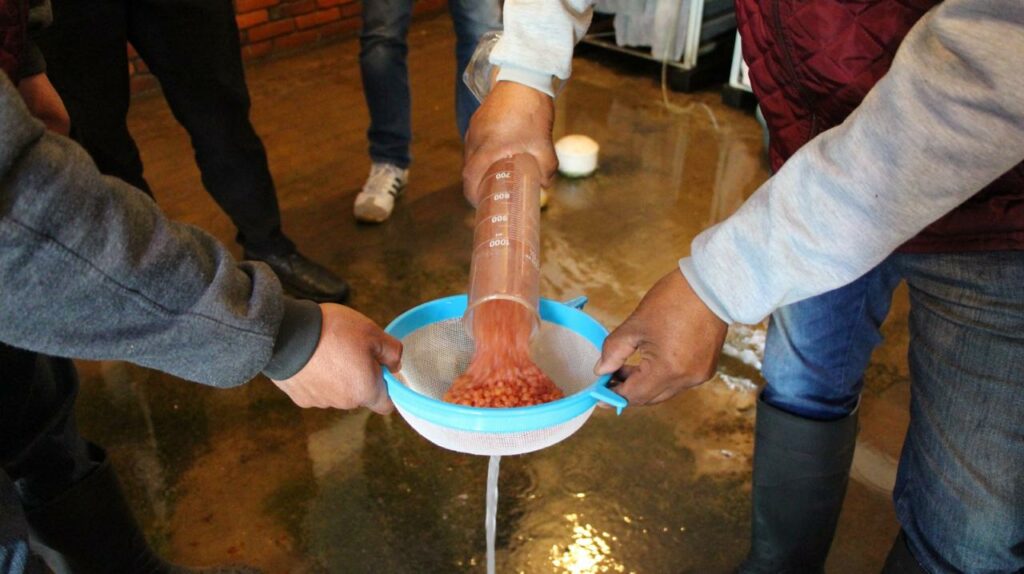 Inicia siembra de trucha arcoiris; entregan 14 mil huevos de pez a productores mexiquenses
