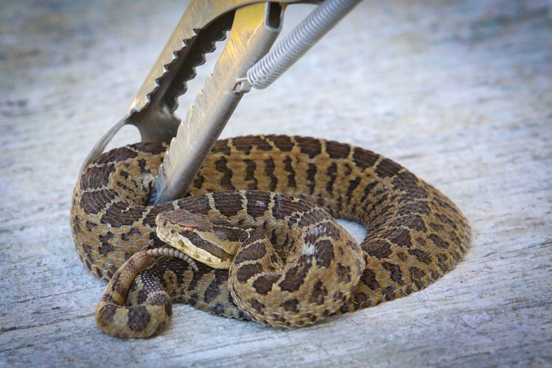 Ante existencia de serpientes de cascabel en uno de sus planteles, UAEMéx da curso de manejo de reptiles a comunidad universitaria