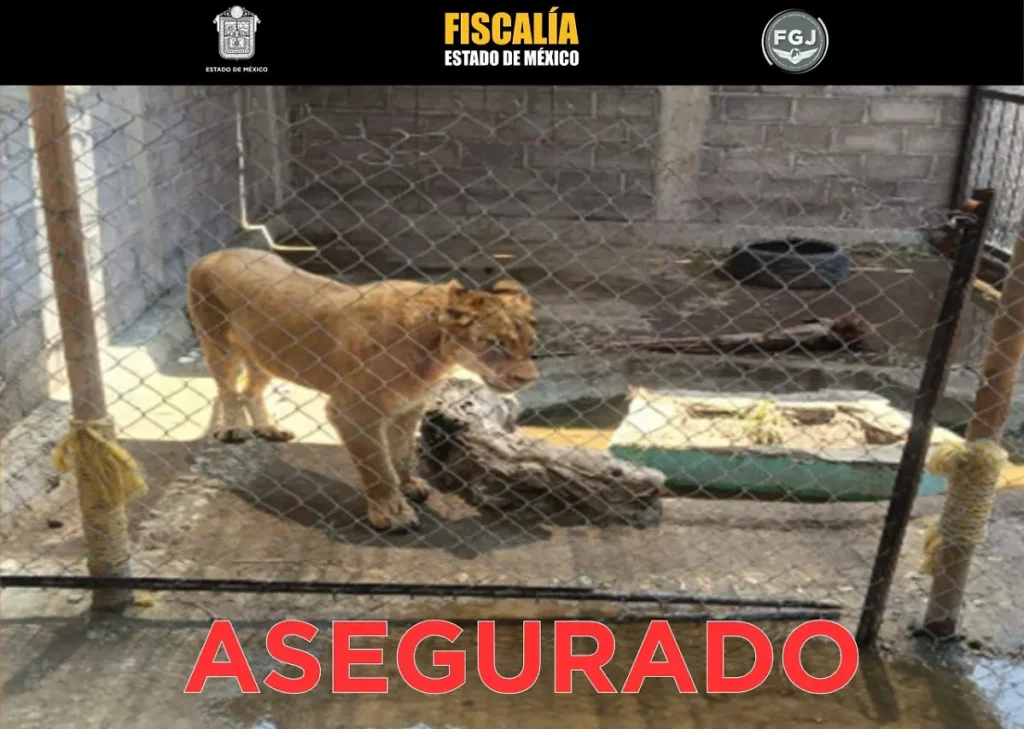 Rescatan a una leona en Chalco: operativo revela abandono y riesgo público