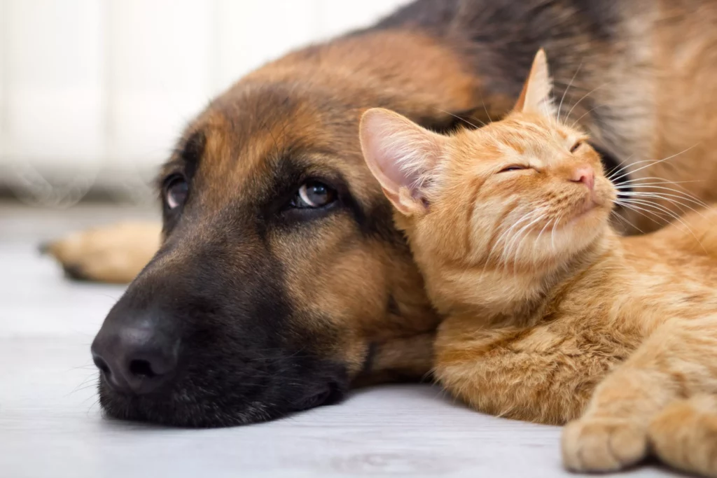 Iniciativa busca regular adopción y cuidado responsable de animales domésticos