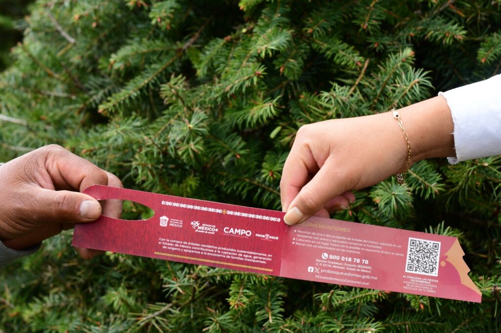 Existen en Edoméx más de 200 sitios para comprar árboles de Navidad naturales