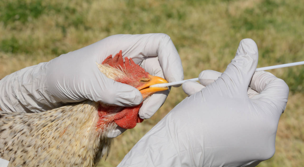 Secretaría de Salud informa que no existe riesgo para la población ante detección de primer caso humano de influenza aviar A (H5N2)