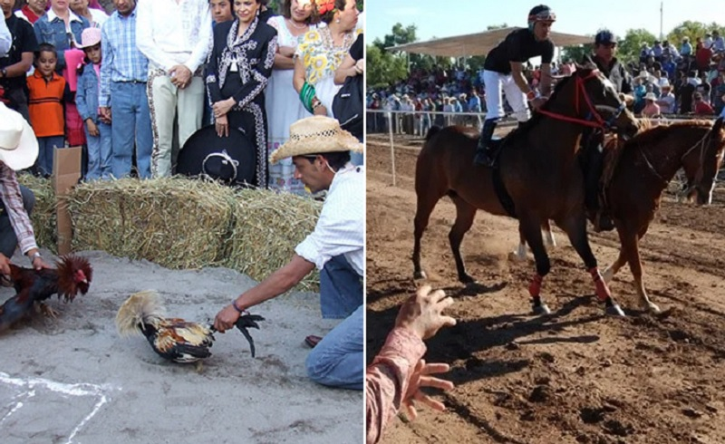 En Chiapas prohibirán peleas de gallos y carteras de caballos