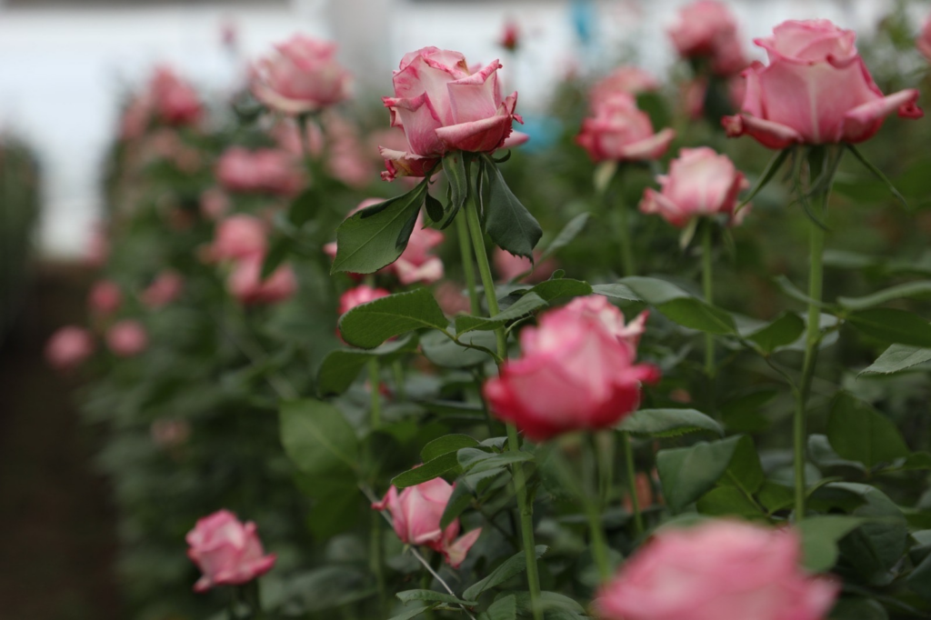 Cultivan productores de flor del Edoméx más de mil hectáreas para el Día de la Virgen de Guadalupe