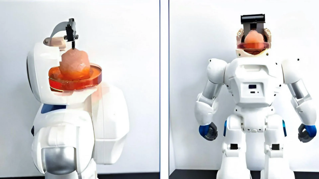 En China crean un cerebro robótico con células vivas
