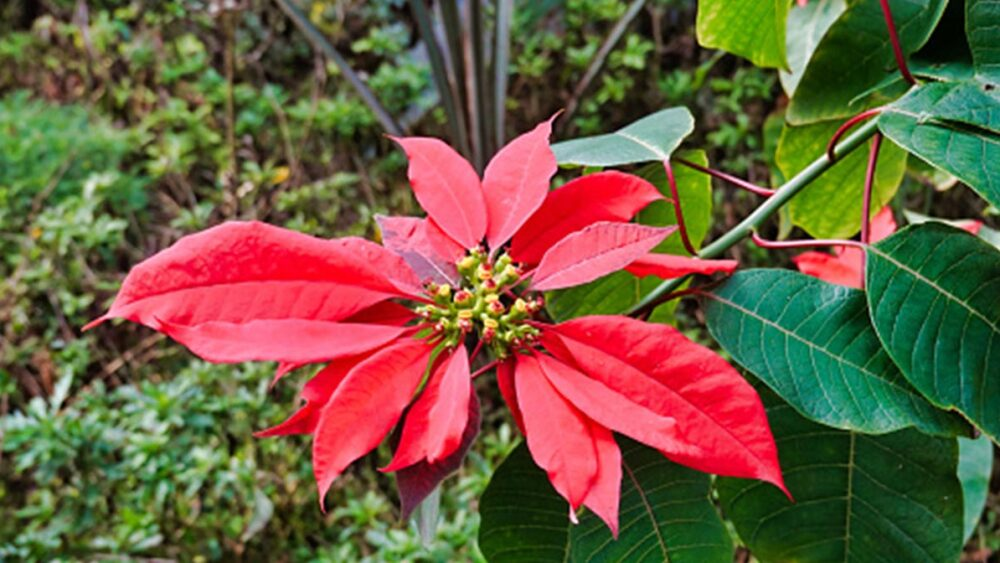 La flor de navidad, de México para el mundo