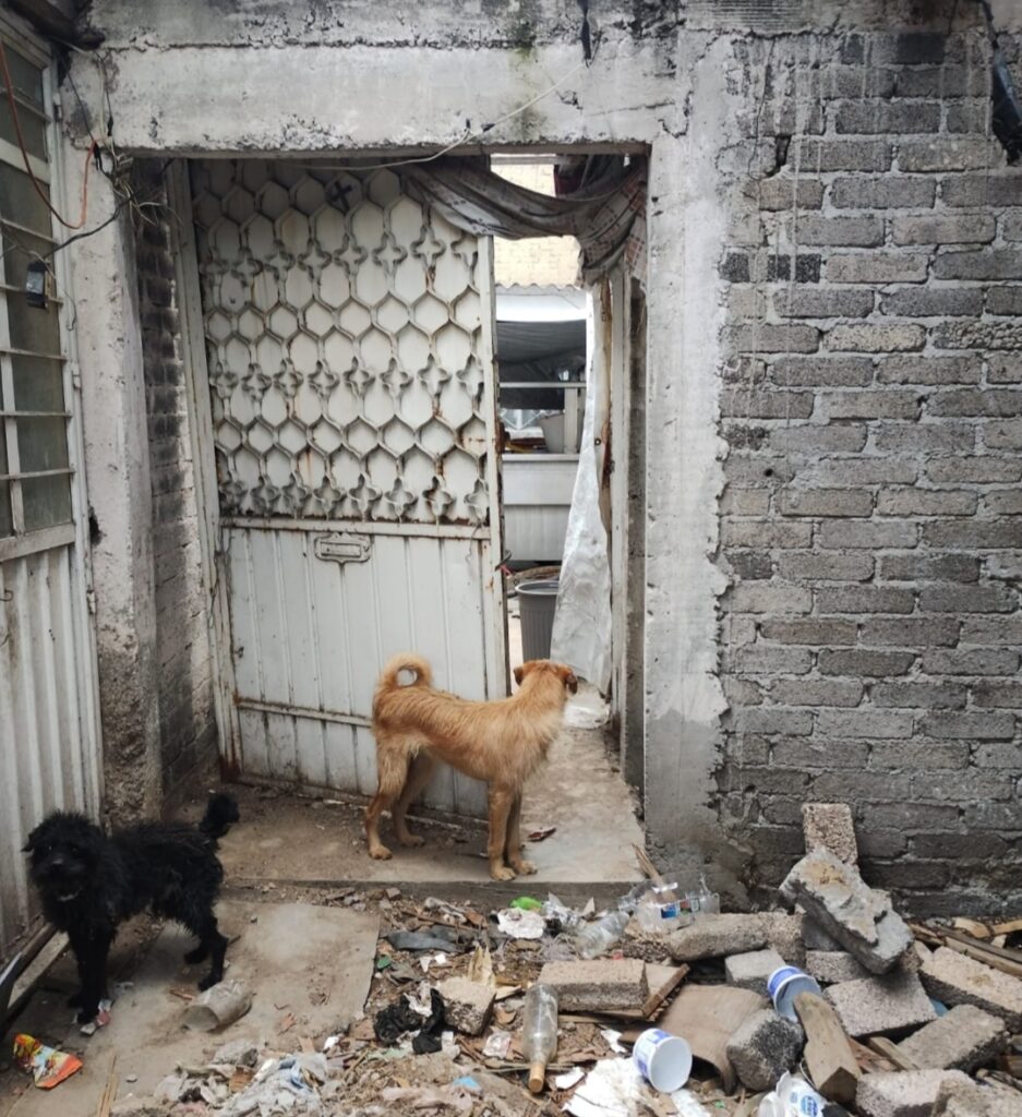 Rescatan a dos caninos que se encontraban en condiciones insalubres en un inmueble en Ecatepec