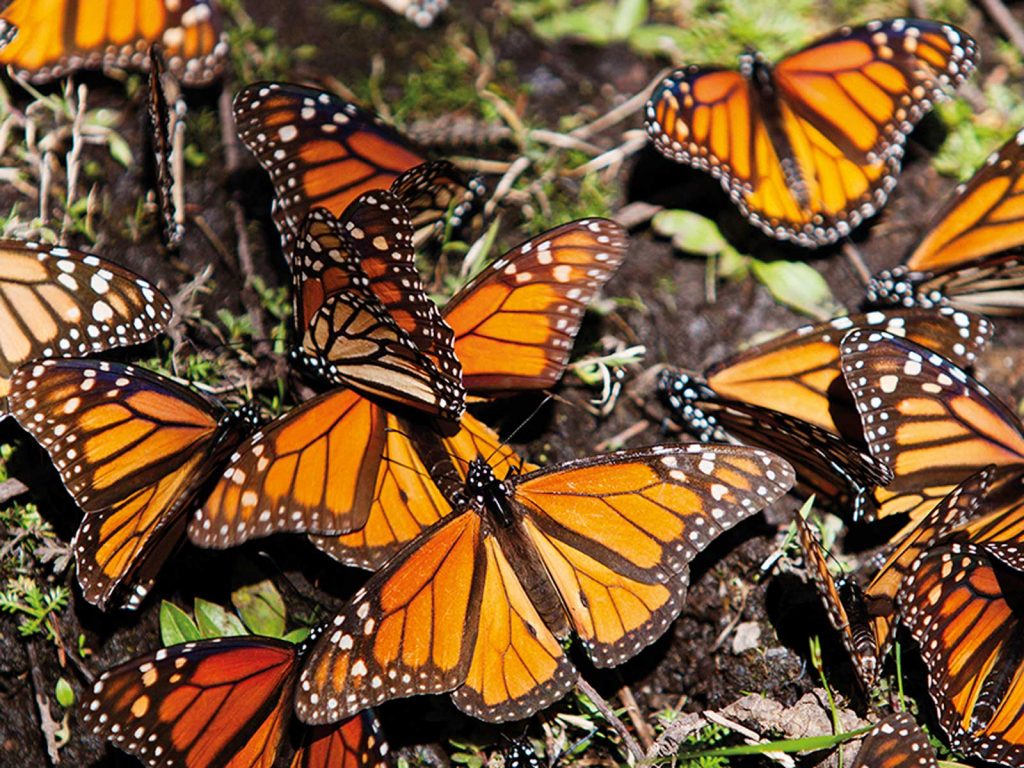 Diputados buscan proteger espacios naturales que rodean hábitat de la Monarca en Edoméx