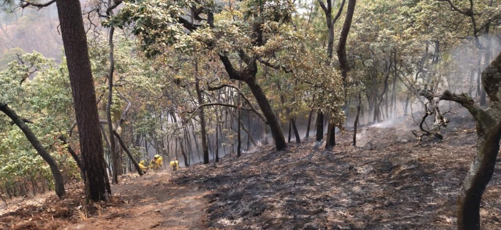 Bajo control el incendio forestal registrado en El Peñón, en Temascaltepec: Probosque
