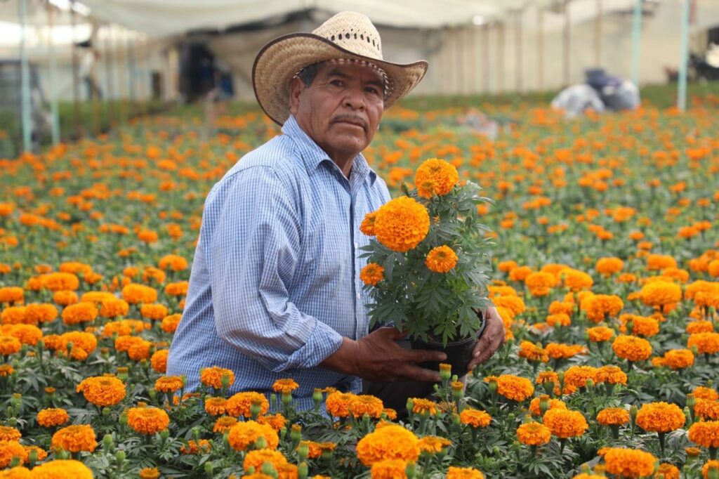 Inicia venta de cempasúchil para decorar las ofrendas de Día de Muertos en Edoméx