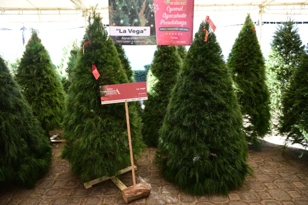 Visita la Expo Navidad Forestal Edoméx 2024