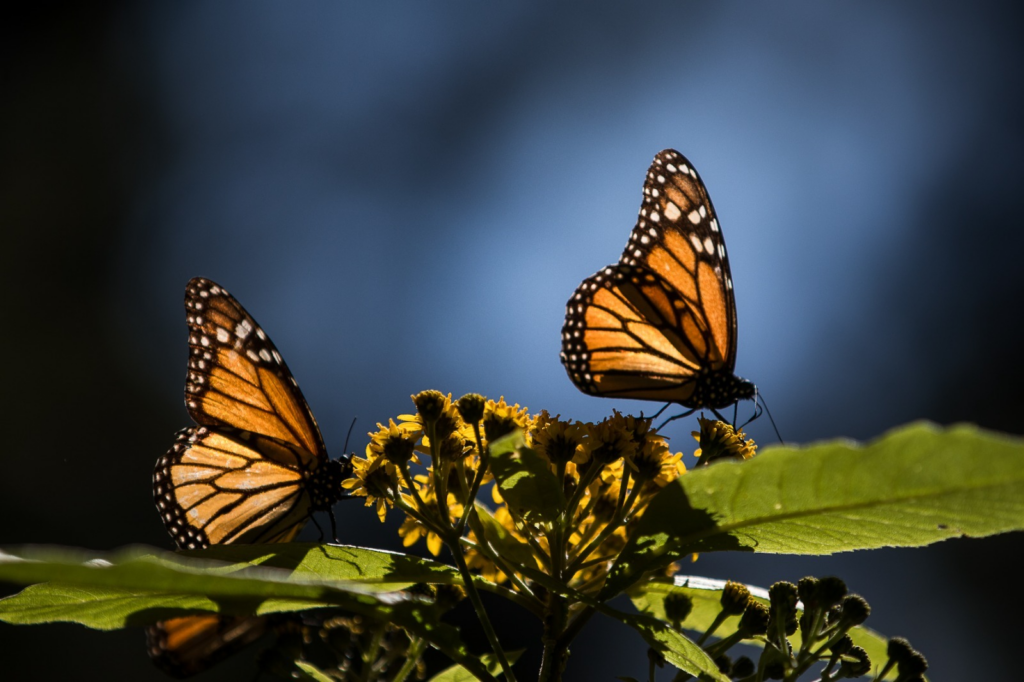 Inicia temporada de avistamiento de la Mariposa Monarca en Bosques del Edomex