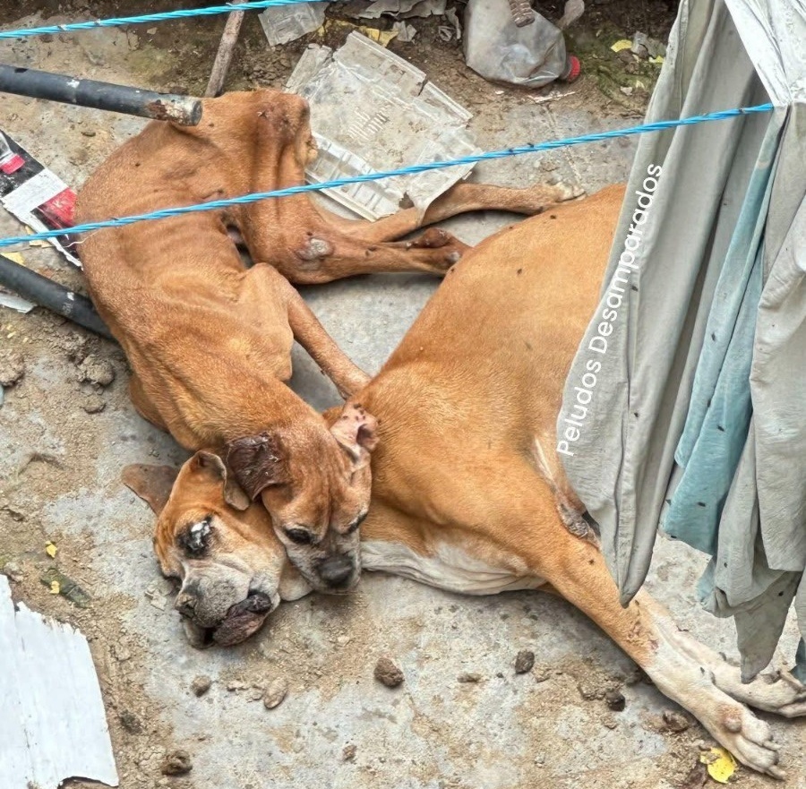 Urge ayuda para lomitos;   vecinos de Héroes Chalco exigen su rescate