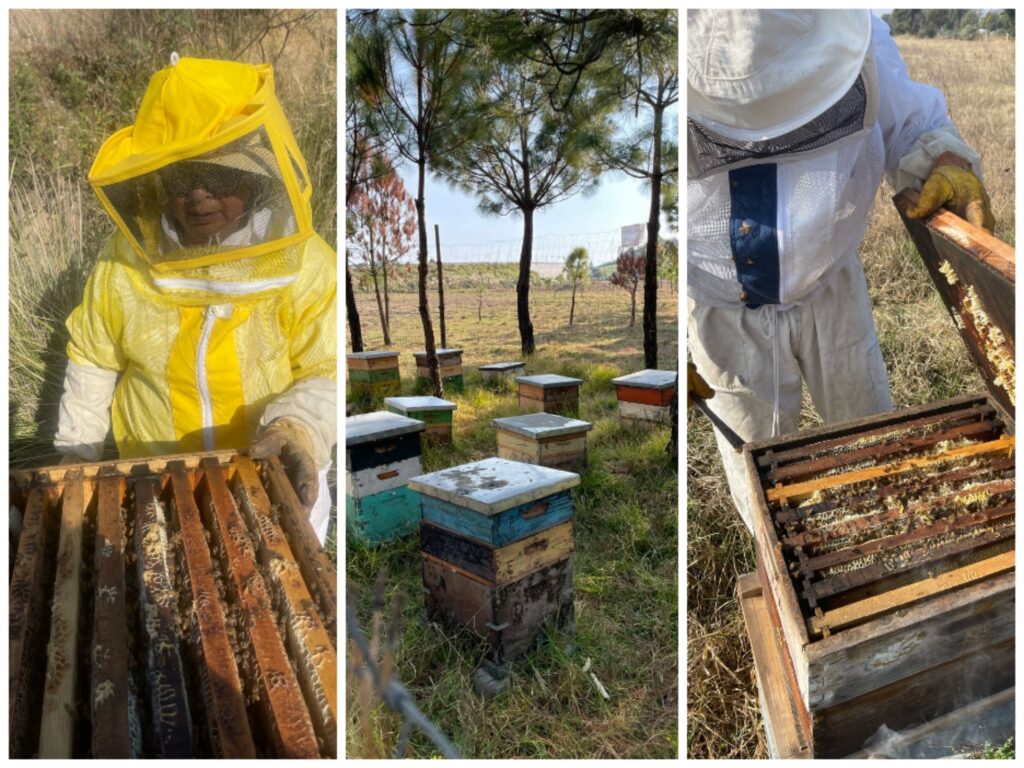 Produce Edoméx más de 930 toneladas de miel al año