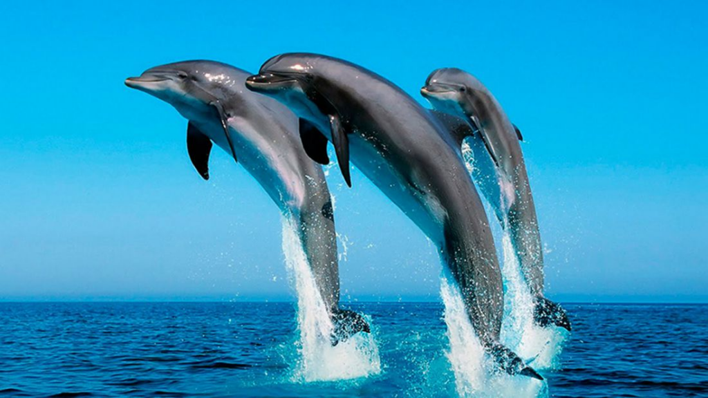 Delfines: inteligencia marina al servicio de la ciencia