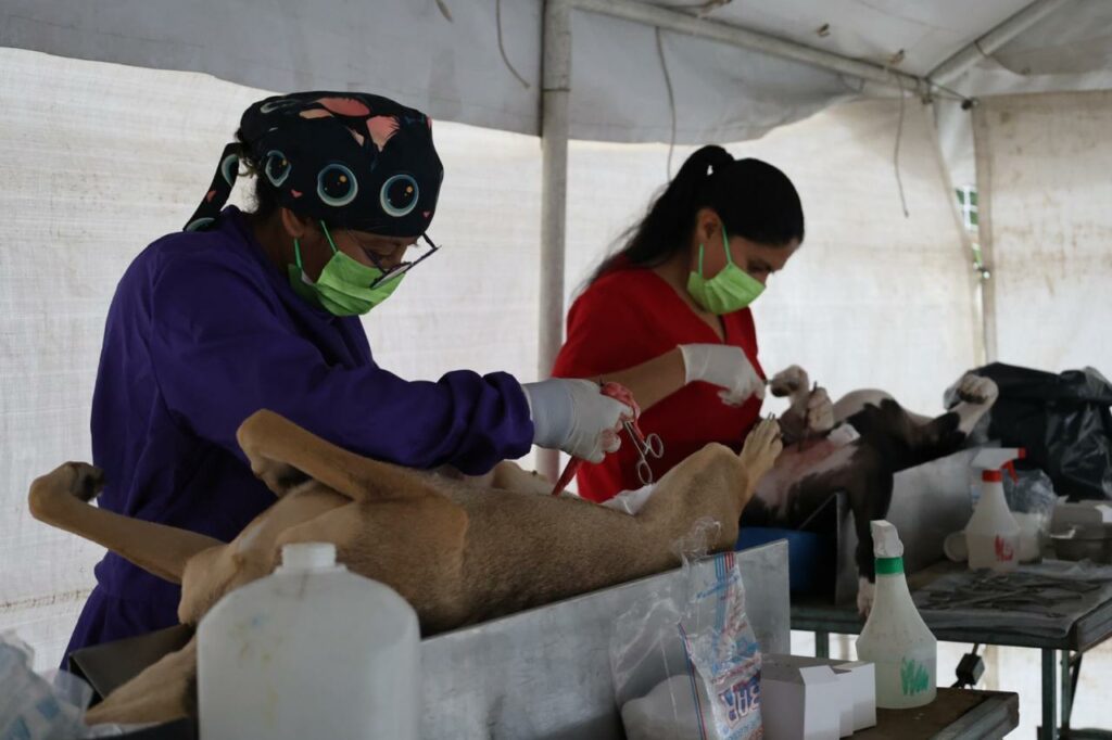 Diez mil perros y gatos esterilizados en Tecámac en lo que va del 2025
