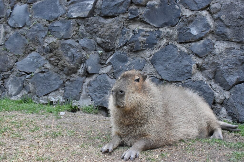 Conoce al capibara, el roedor más grande del mundo; podrás alimentarlo y acariciarlo en el Parque Ecológico Zacango