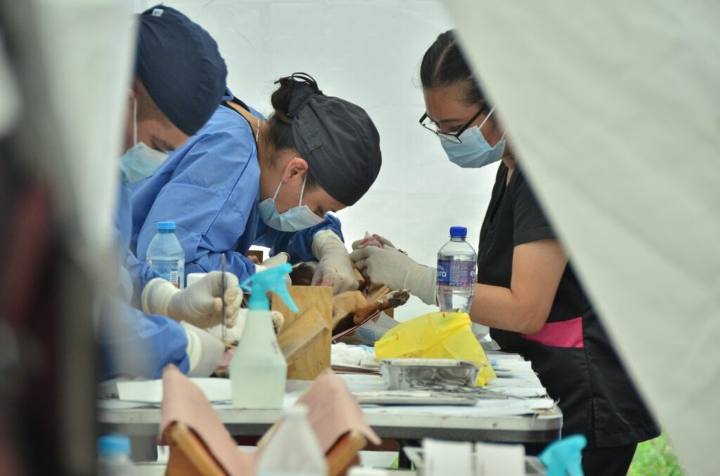 En Tlalnepantla se esterilizan decenas de seres sintientes tras gestión de la diputada Graciela Argueta Bello