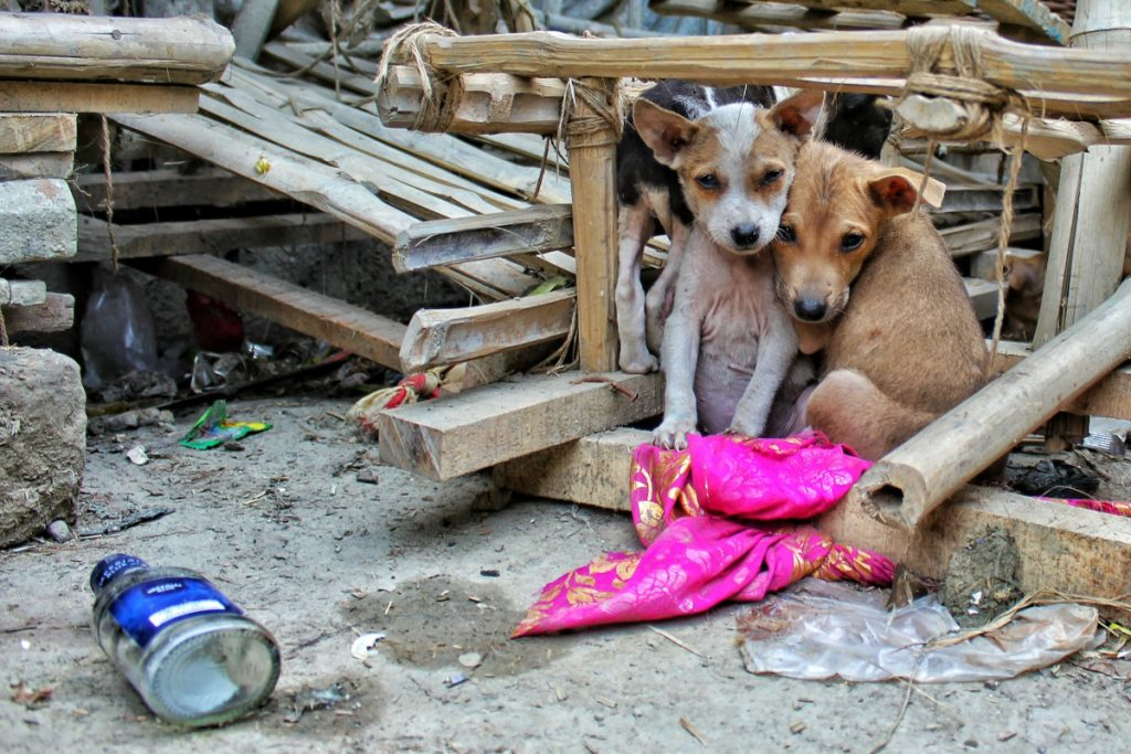 Seis millones de perros en abandono evidencian fracaso en el Edomex