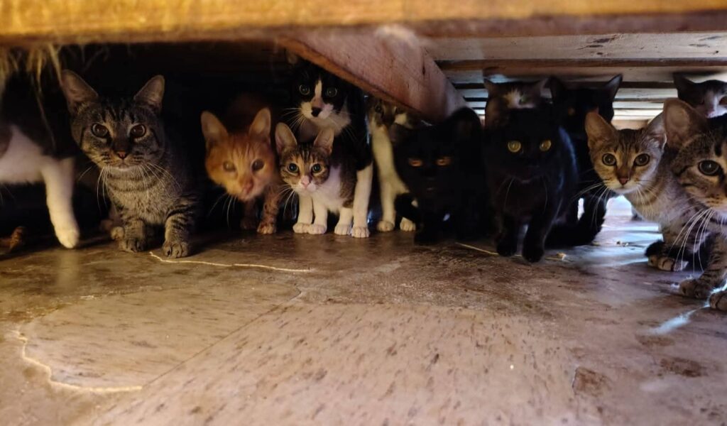 Rescatan a 90 gatos de vivienda de acumuladores en Tecámac; vivían entre basura