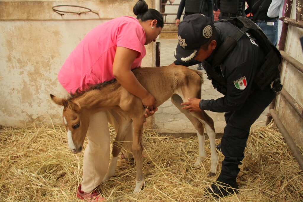 Rescata policía de Ecatepec a potrillo abandonado en Sierra de Guadalupe