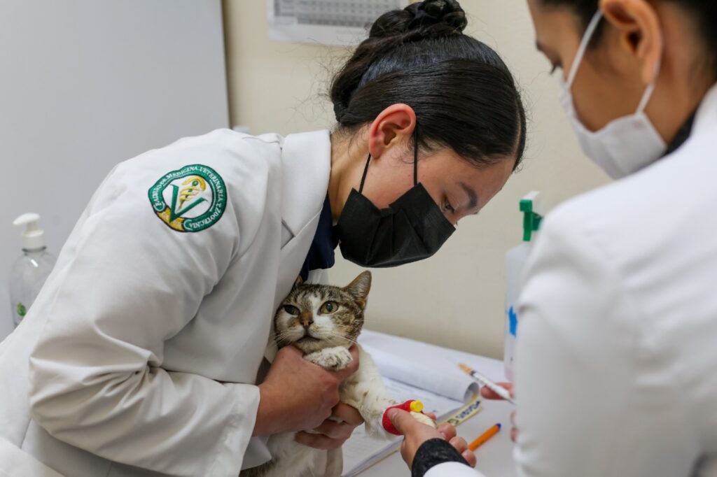 Hospital Veterinario para Pequeñas Especies refuerza compromiso con el bienestar felino