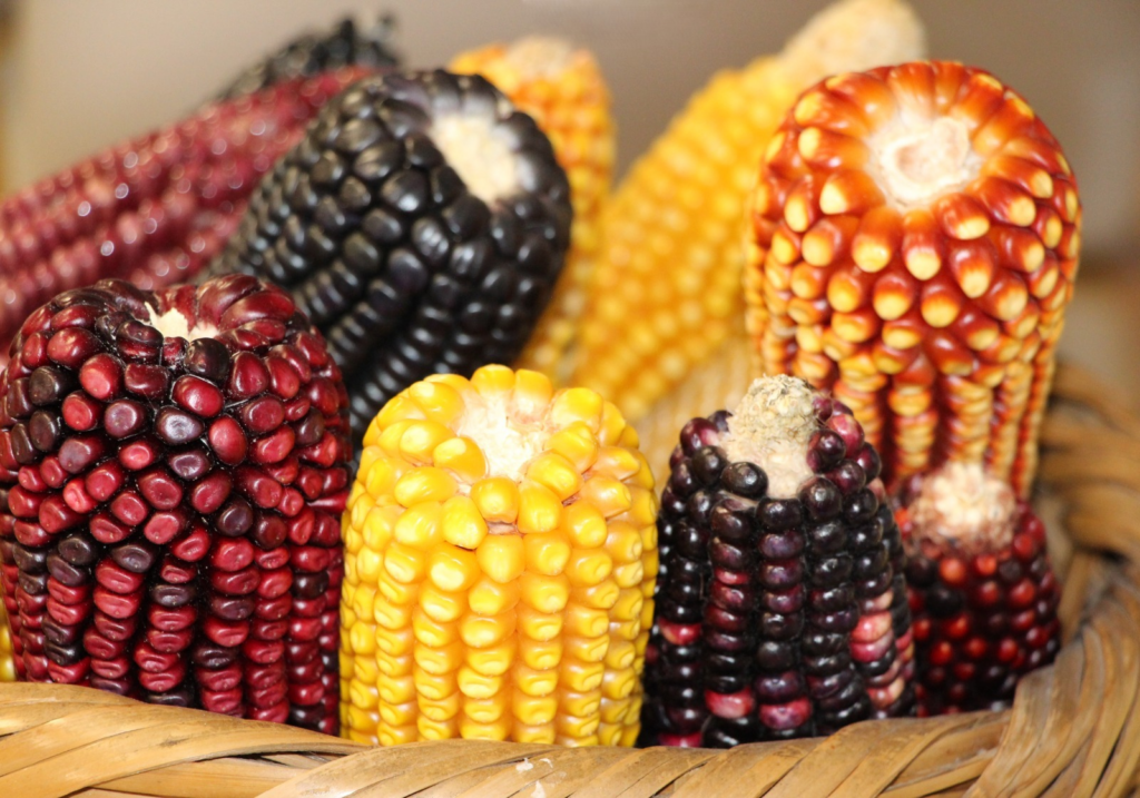 Compiten 171 personas productoras en el Concurso Agroecológico con cultivo de maíz y amaranto