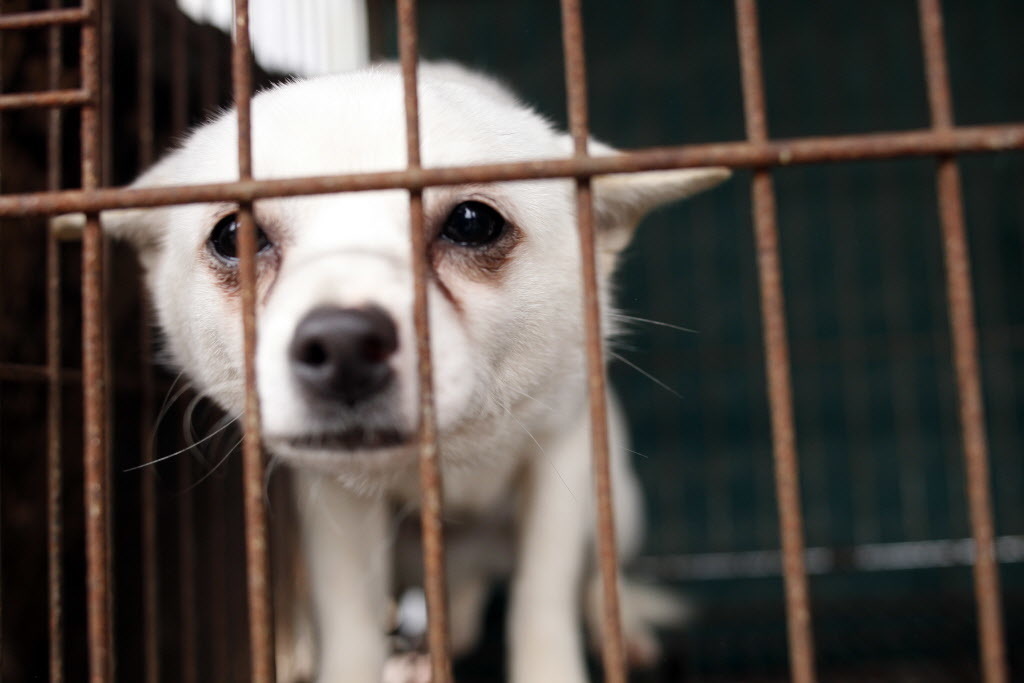 Corea del Sur invertirá 82 millones de dólares para cerrar industria de carne de perro
