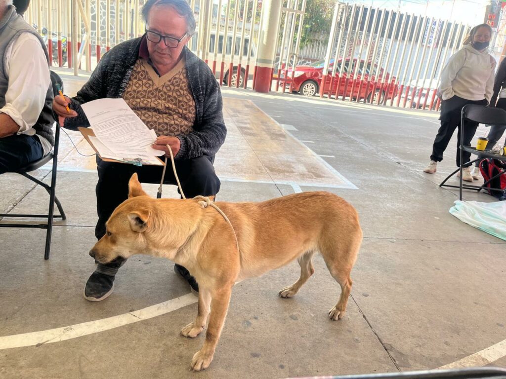 Anuncia Rosi Wong en Tecámac calendario de esterilizaciones gratuitas en febrero para perros y gatos