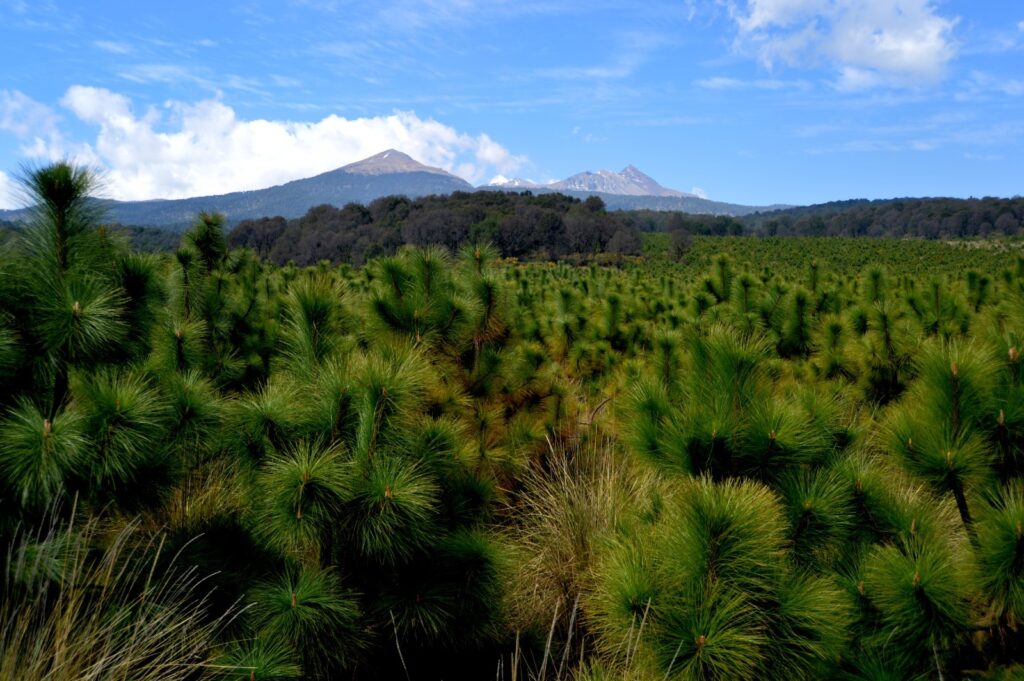 Rescata Edoméx ecosistemas con plantación de especies nativas