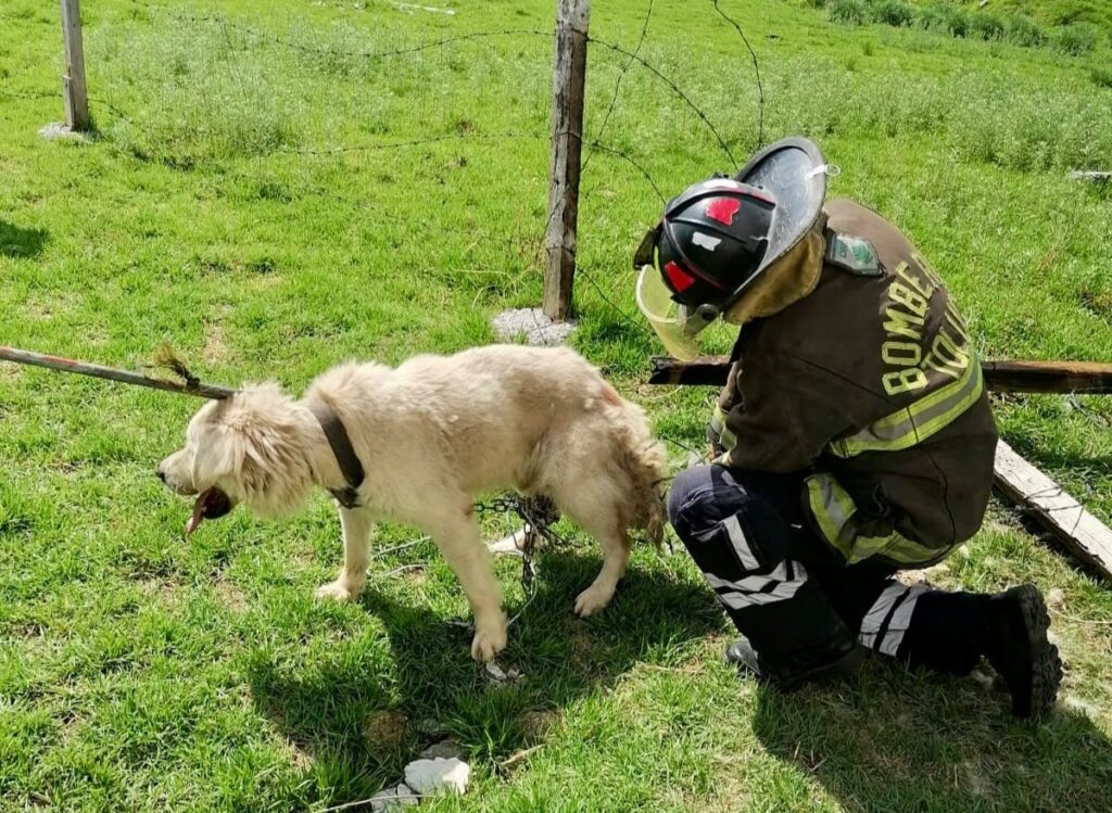 Bomberos de Toluca salvan a perrito atrapado en alambre de púas