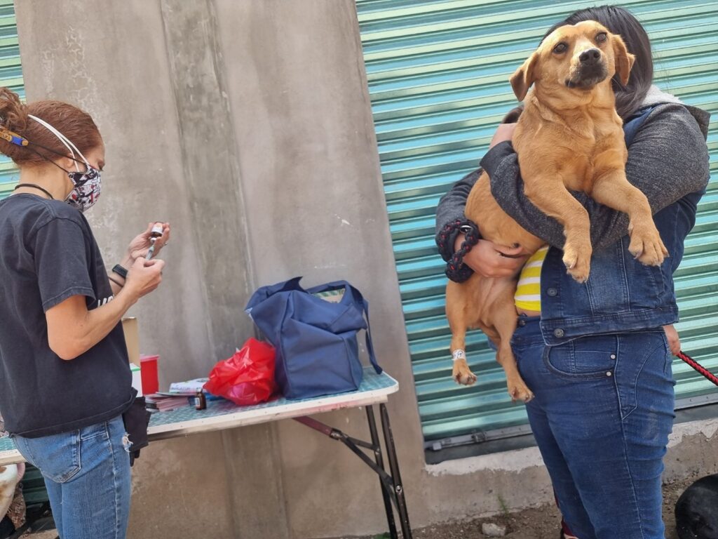 Tras temporada navideña, aumenta número de perros abandonos; adopta, no compres