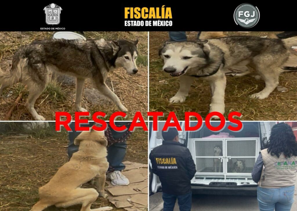 Son rescatados nueve lomitos por maltrato animal en  Toluca y Otzolotepec