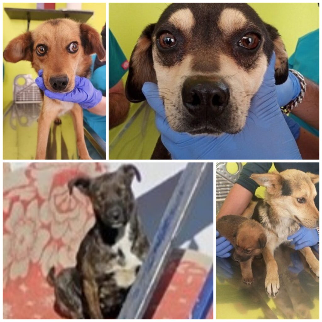 Rescatan a ocho perritos en condiciones de maltrato en Toluca