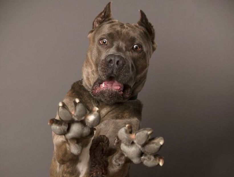 Científicos descubren que los perros actuales están evolucionando