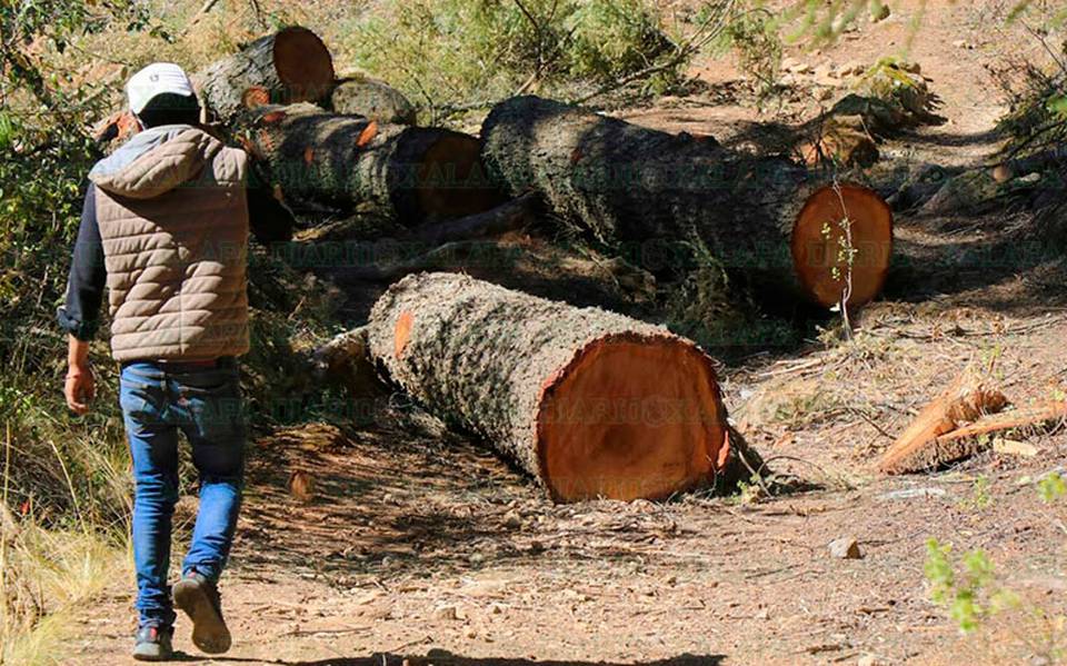 Aprueban penas de hasta 110 años de prisión por tala clandestina en Edoméx